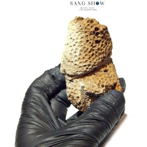 فسیل مرجان راف و استثنایی نمونه ویژه و اصل S1872