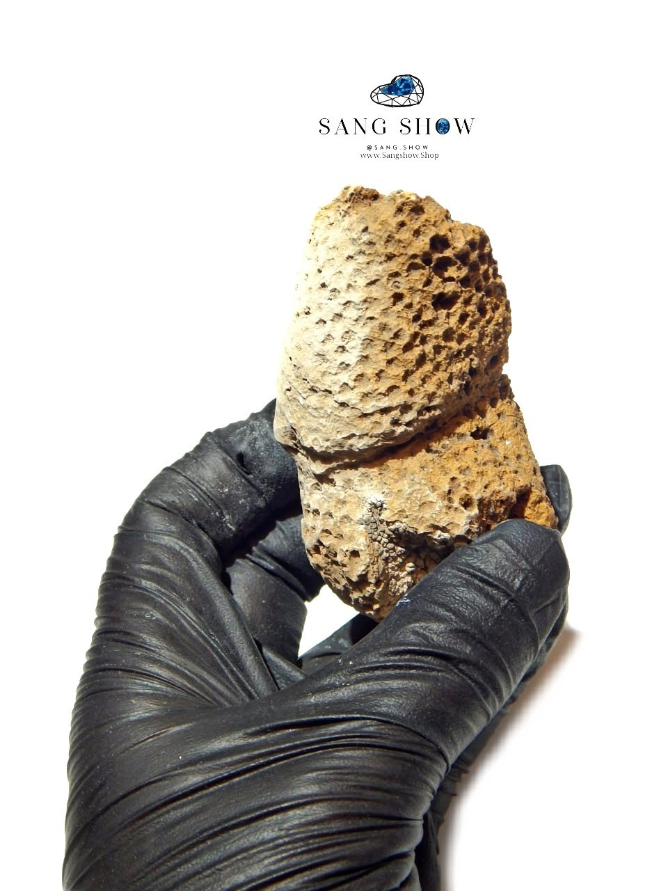 فسیل مرجان راف و استثنایی نمونه ویژه و اصل S1872 6 photo 2026 01 05 12 54 21 1