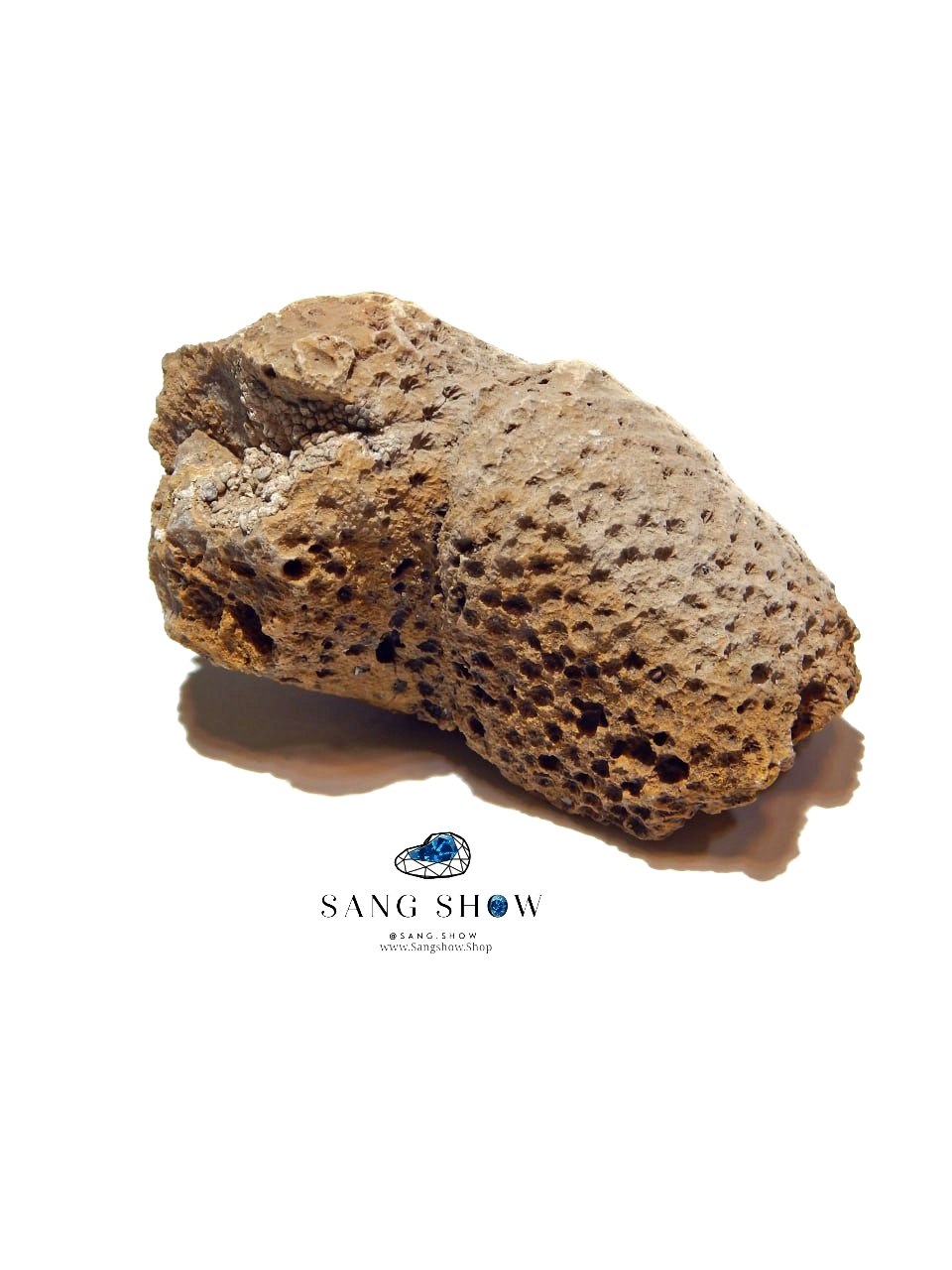 فسیل مرجان راف و استثنایی نمونه ویژه و اصل S1872 2 فسیل مرجان راف و استثنایی نمونه ویژه و اصل S1872