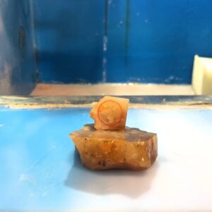 انگشتر سنگ عقیق نارنجی رتایل با رکاب برنج و فری سایز نمونه اصل  R5