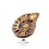 فسیل آمونیت میلیون ساله نمونه استثنایی و اصل S1386 - تصویر 2