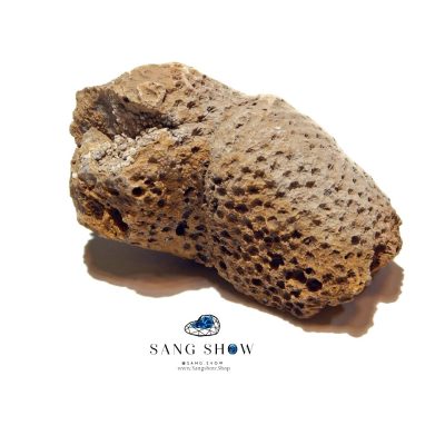 فسیل مرجان راف و استثنایی نمونه ویژه و اصل S1872